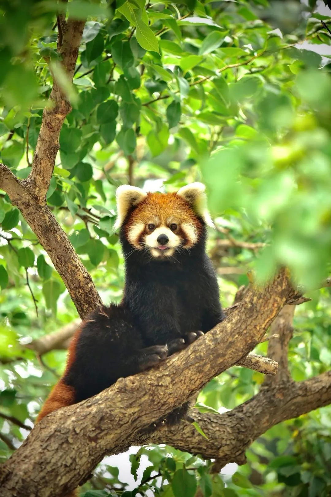 Observe adorable wildlife up close and learn about the habits and characteristics of different animals.