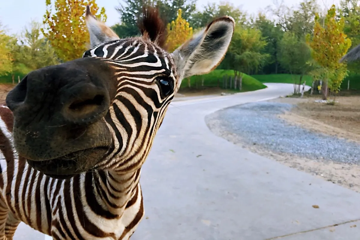 Spend a pleasant and fulfilling day interacting with docile animals.