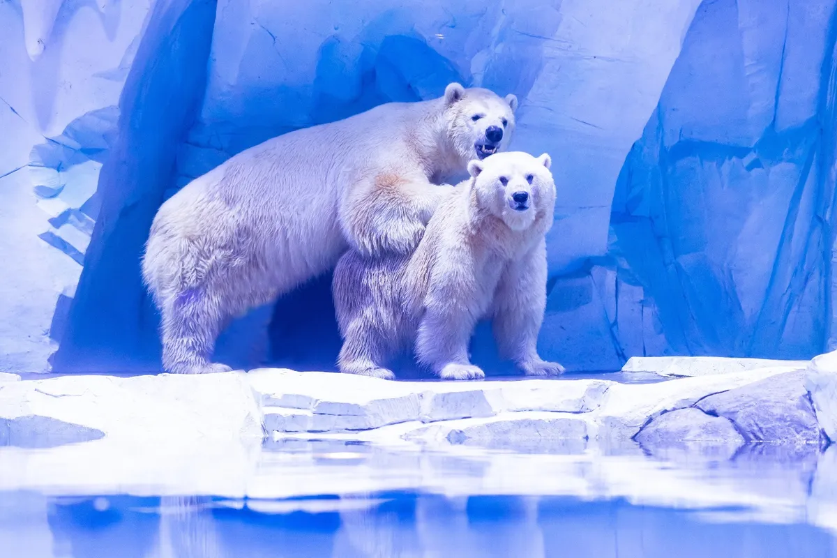 Diving Into the Deep: Why Shanghai Haichang Ocean Park is a Must-Visit Marine Adventure