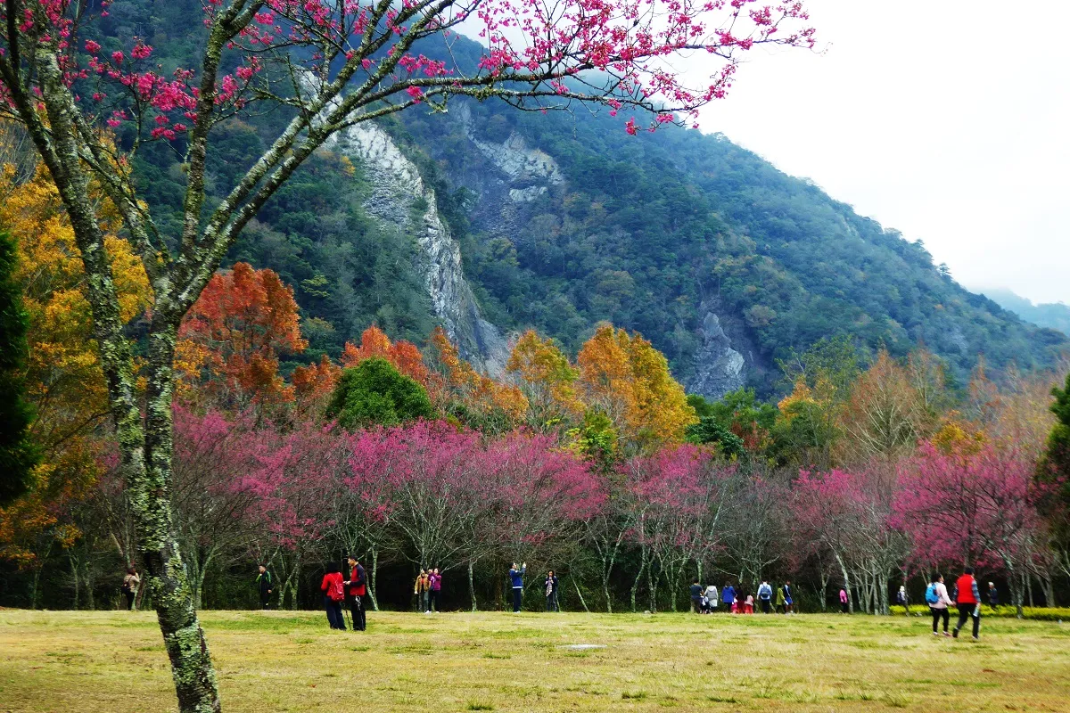Área Recreativa del Bosque Nacional Aowanda: Una Inmersión Profunda en la Serenidad Montañosa de Taiwán