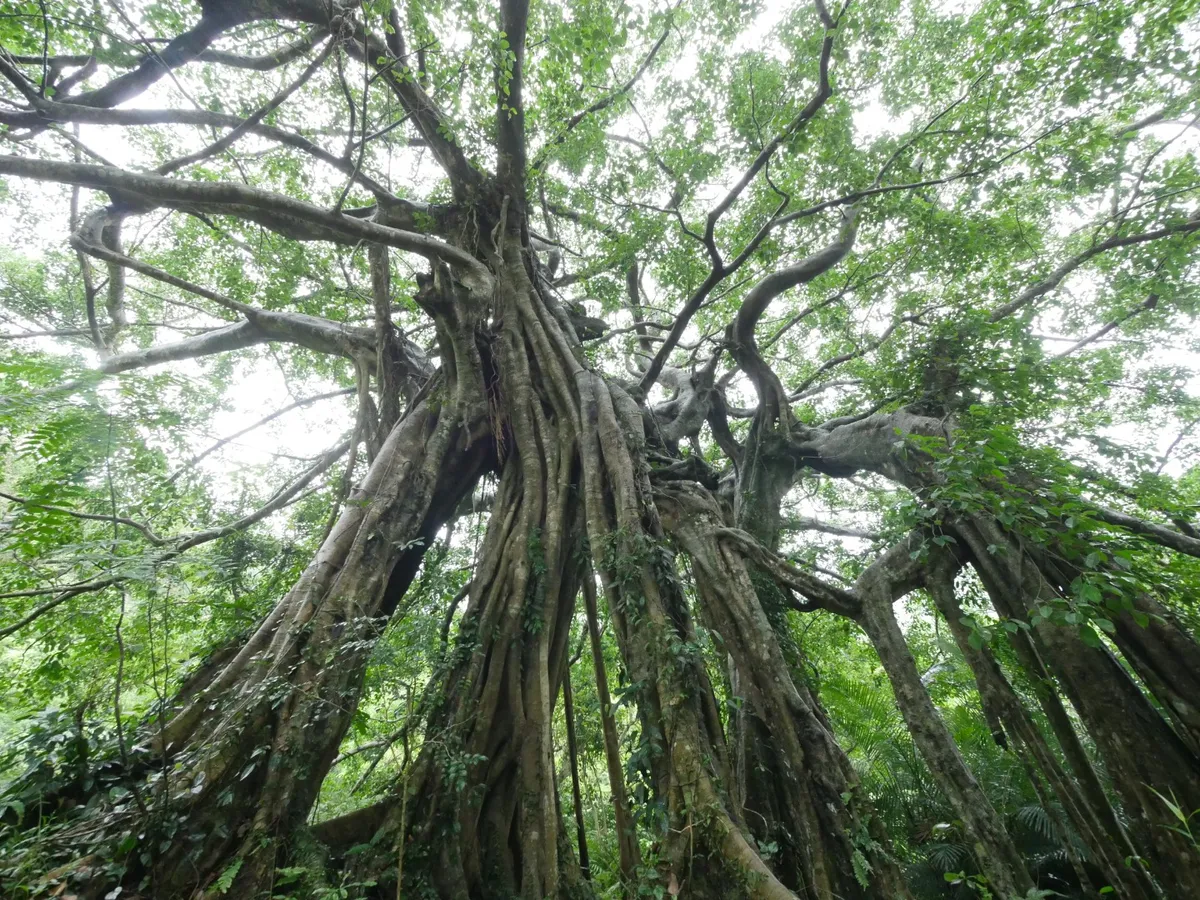 Erleben Sie die Hauptattraktion des Parks: einen hundert Jahre alten Banyanbaum mit Luftwurzeln, die einen Wald bilden, zusammen mit seltenen epiphytischen Farnen und einem hundert Jahre alten Chionanthus retusus.
