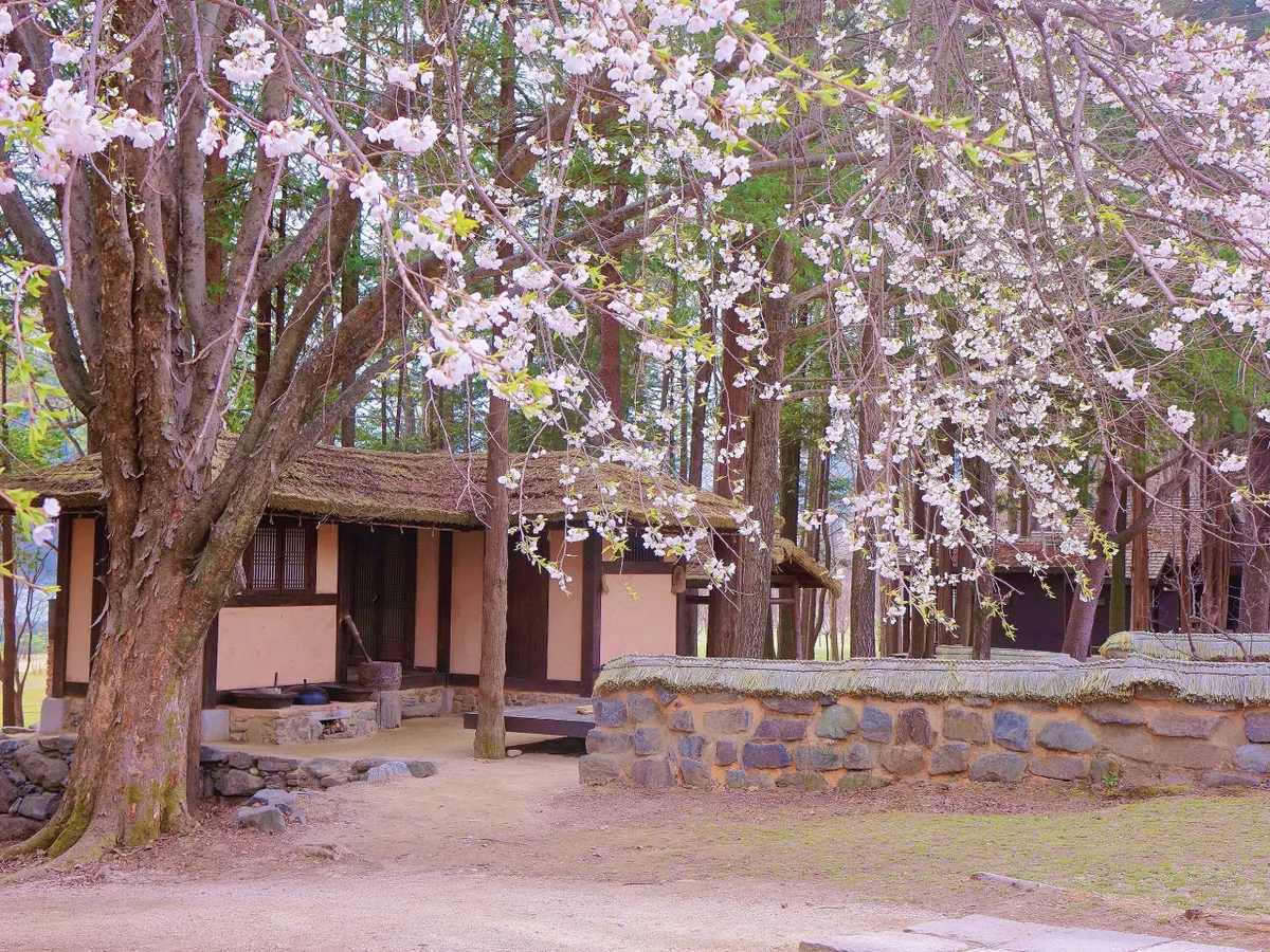 Nami Island Adventure: Your Spontaneous Escape to a Korean Wonderland!