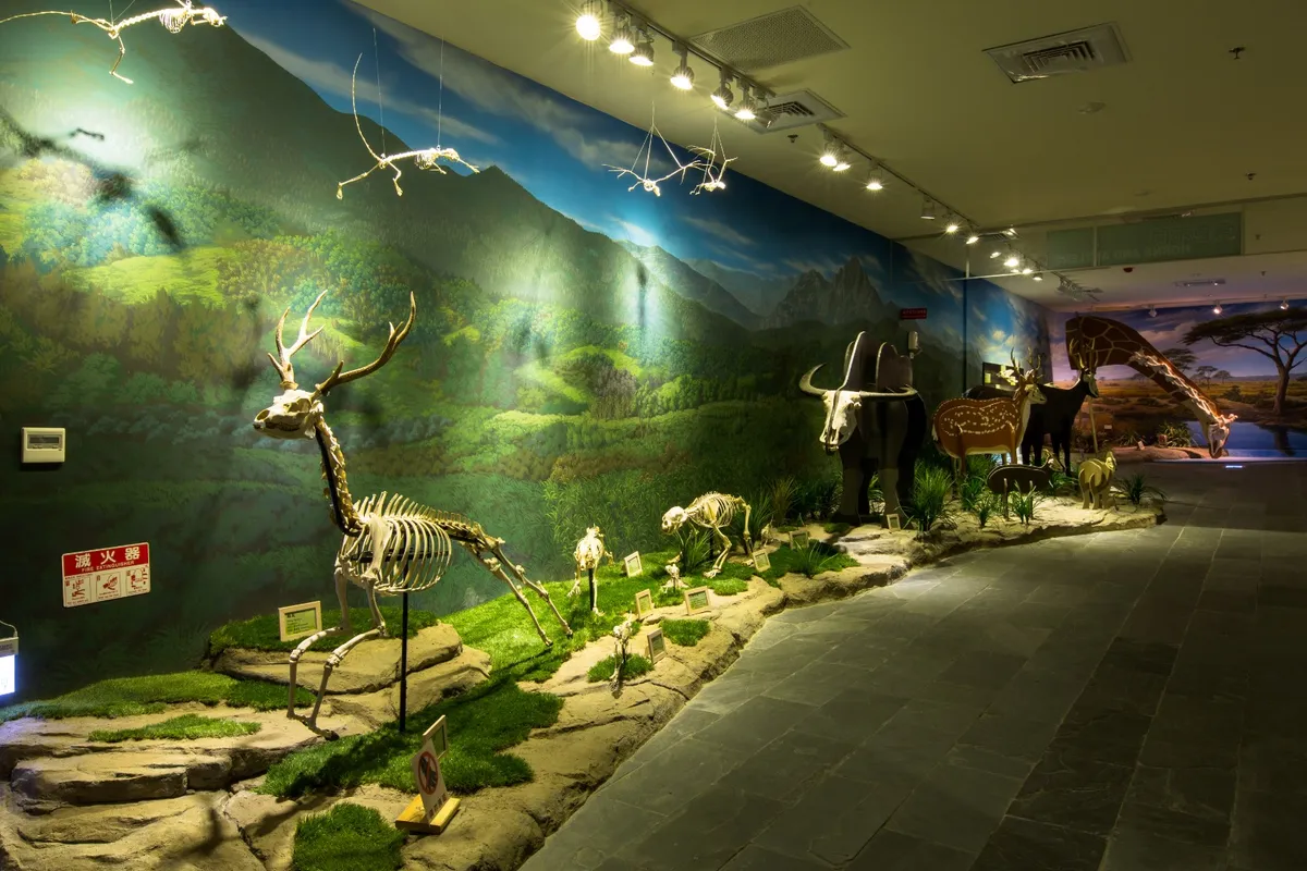 Diversión Rugiente para Todas las Edades: ¡Una Reseña Familiar del Museo de Ciencias de la Vida Tree Valley de Tainan!