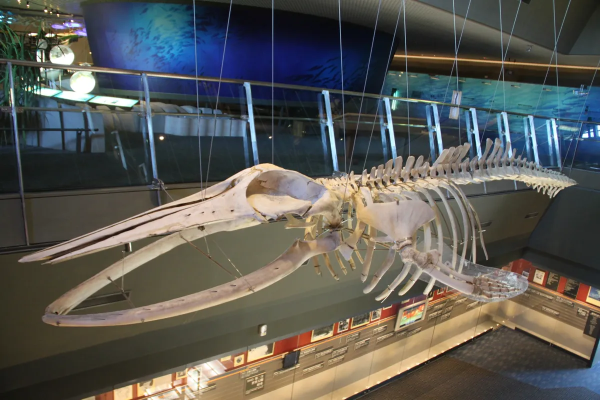 Dauerausstellung „Schichten des Ozeans“ – Der Lanyang-Fluss mündet in den Ebenen, fließt zum Ozean und verbindet sich mit dem Kuroshio-Strom, der vom Äquator nach Norden zieht. Folgen wir den Strömungen, inmitten der Wanderung der Aallarven und des Schwankens