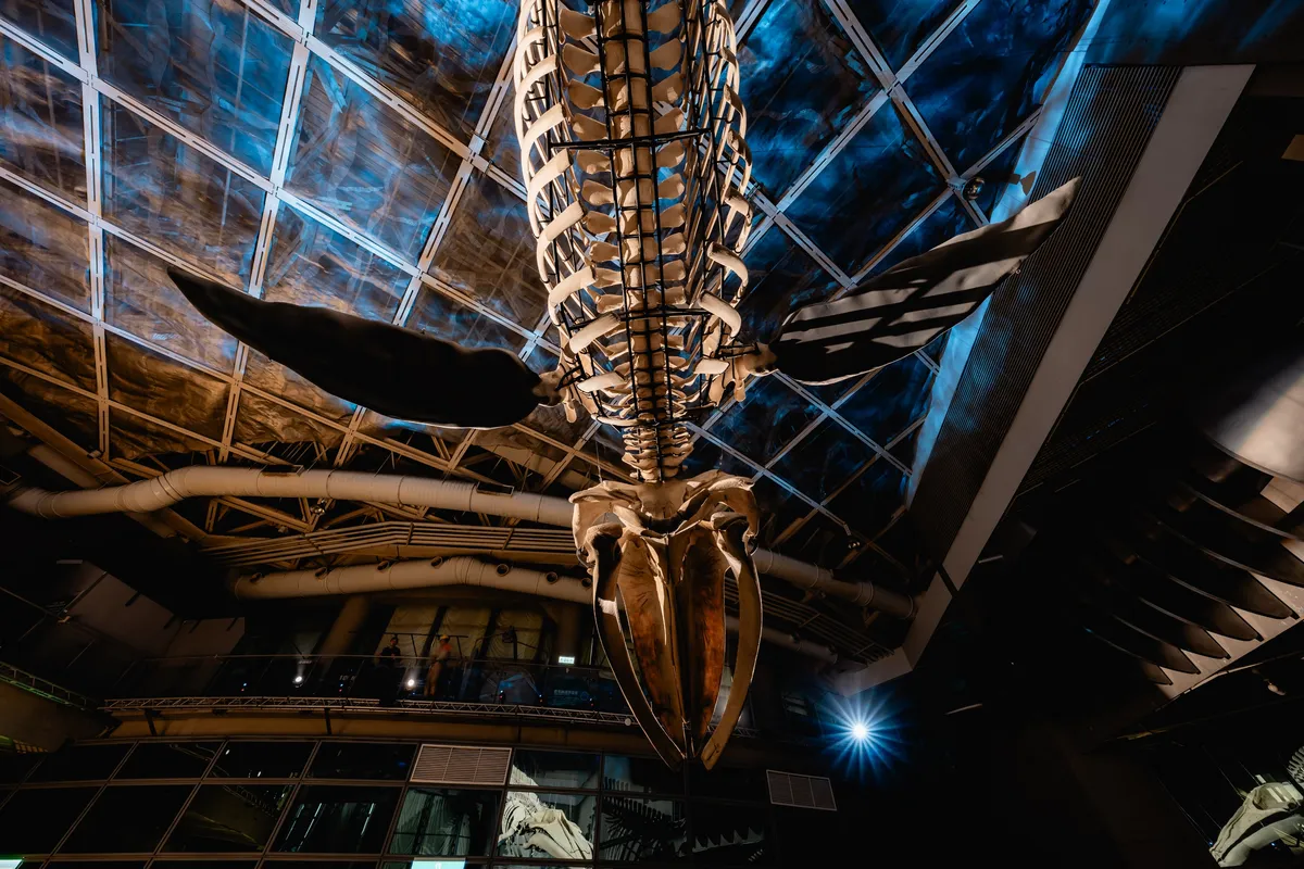 La première exposition de squelette de baleine bleue de Taïwan, 'Le chemin de la baleine géante', vous permet de découvrir l'histoire de vie qu'elle raconte à travers chaque os, tout en nous incitant à réfléchir à la manière de maintenir le développement durable de l'océan et du monde.