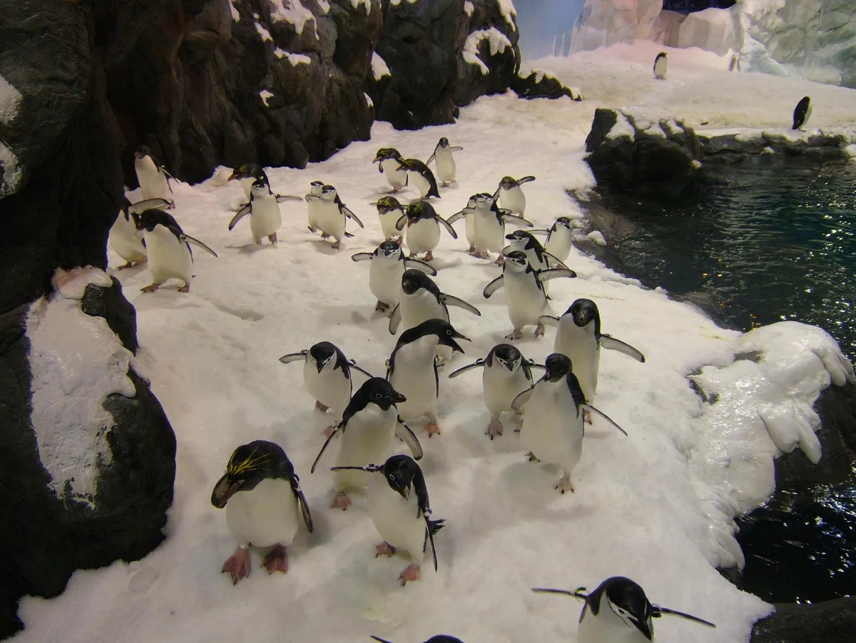 Ne manquez pas les incroyablement adorables pingouins ; admirez-les de près !