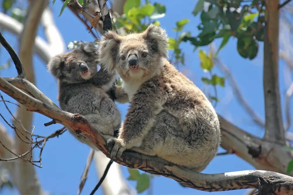 Beobachten Sie Koalas, Königssittiche und mehr in ihrem natürlichen Lebensraum