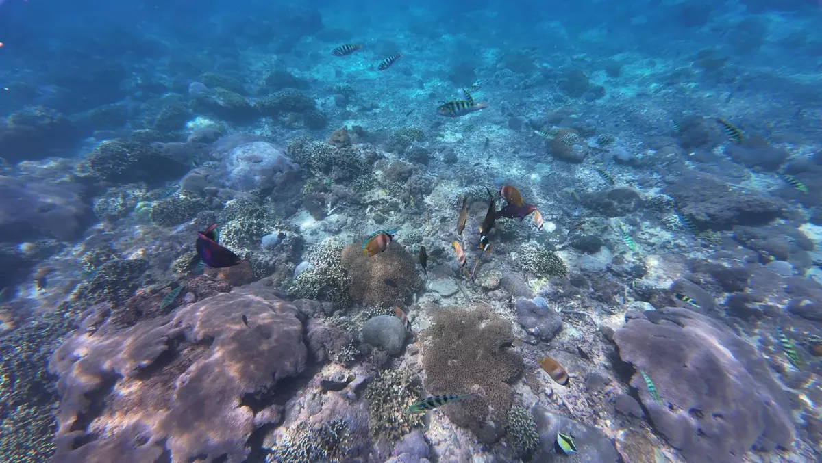 Beautiful marine life awaits you during this snorkeling trip