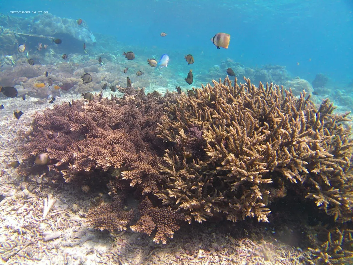 Swim into a beautiful underwater marine lif of Nusa Penida