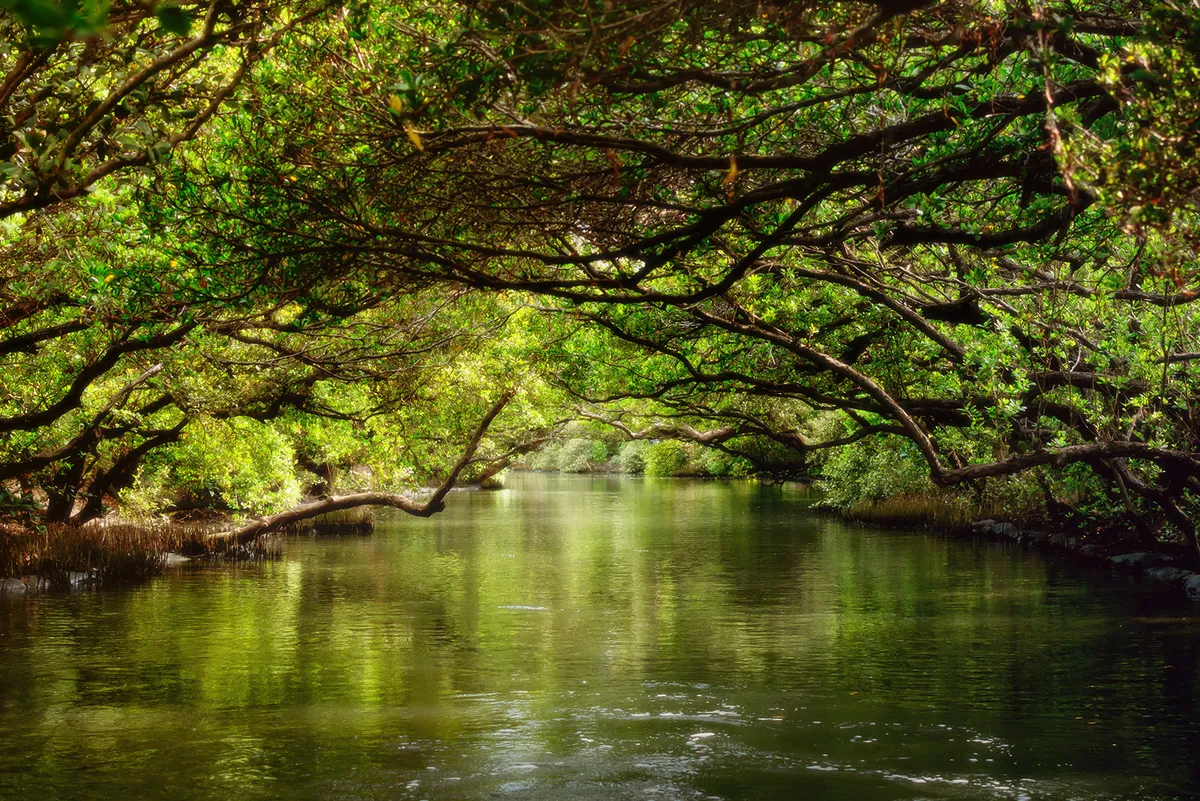 Unveiling Tainan's Emerald Gem: A Journey Through the Sicao Green Tunnel!