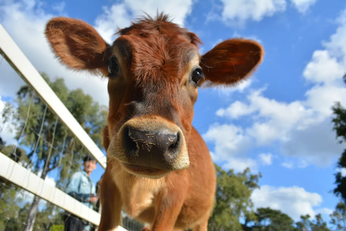 Observe as vacas pastando pacificamente, capturando a essência da vida no campo na fazenda
