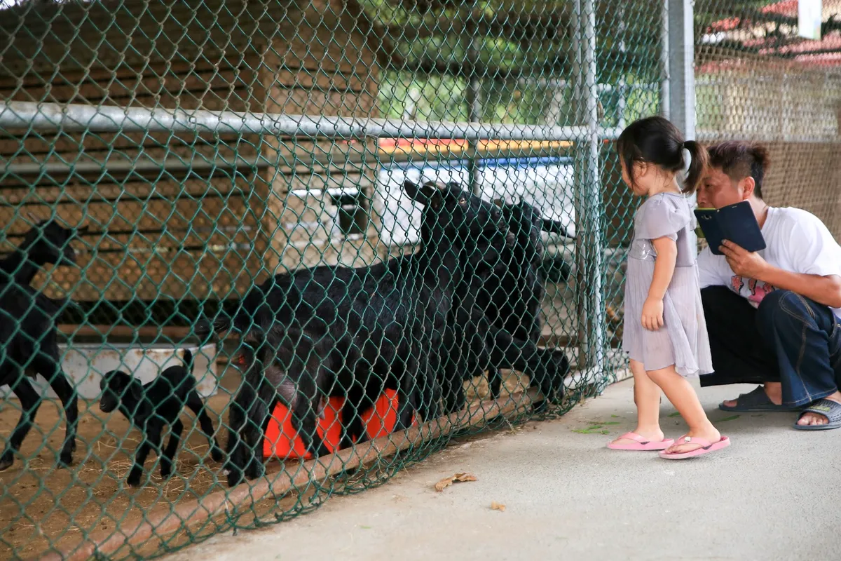 Unleash the Fun! Your Ultimate Guide to Tsou Ma Lai Farm in Tainan!