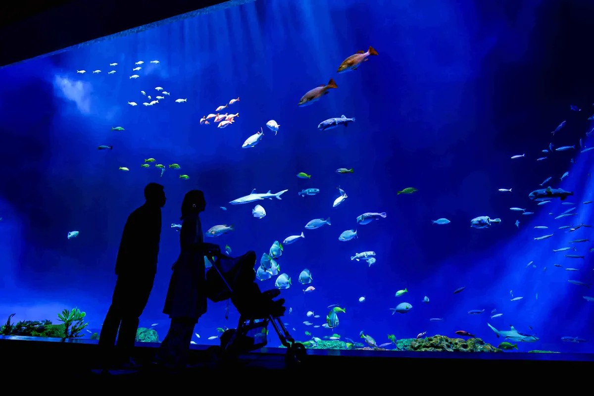 Entrada para el Acuario DMM Kariyushi en Okinawa