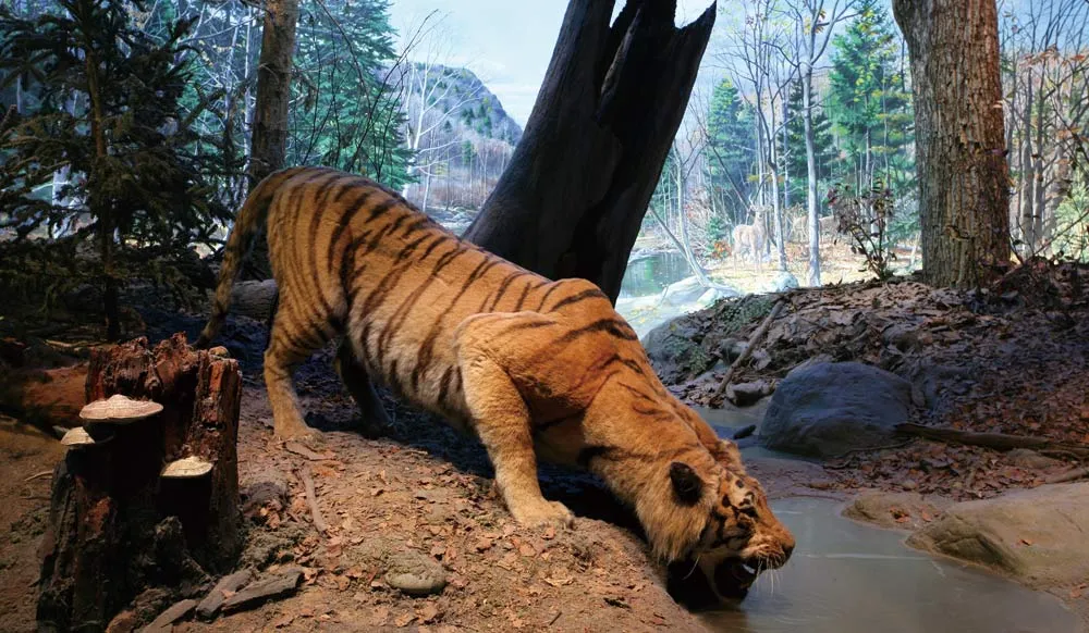 À quoi ressemble la Terre ? Sept dioramas écologiques réalistes présentent les écosystèmes terrestres, vous permettant de vivre la surprise du « monde est si grand et plein de merveilles » sans voyager à travers le monde !