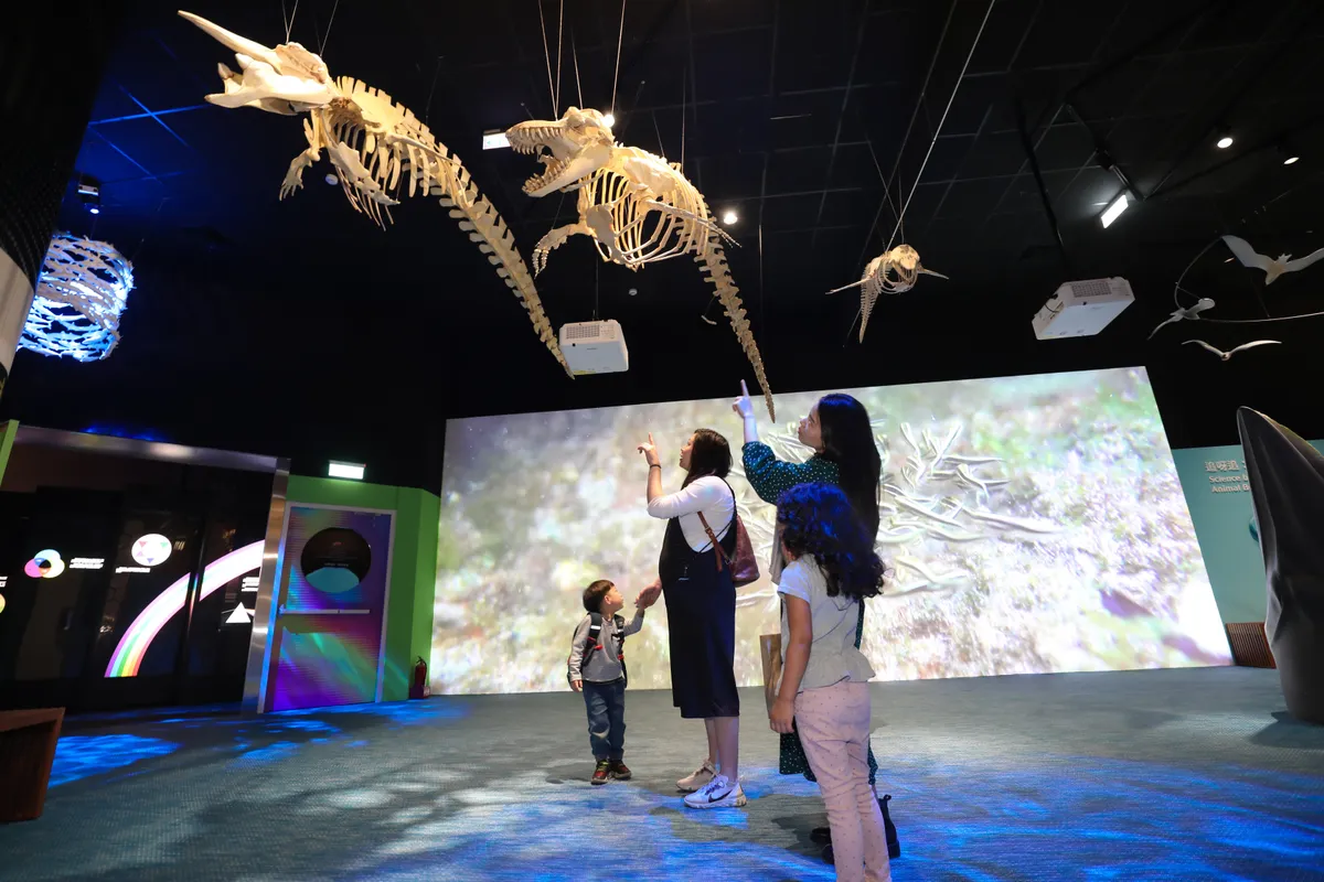 Des modèles de squelettes de baleines et de dauphins sont suspendus au plafond de la zone d'exposition, associés à un éclairage pour créer une ambiance océanique.