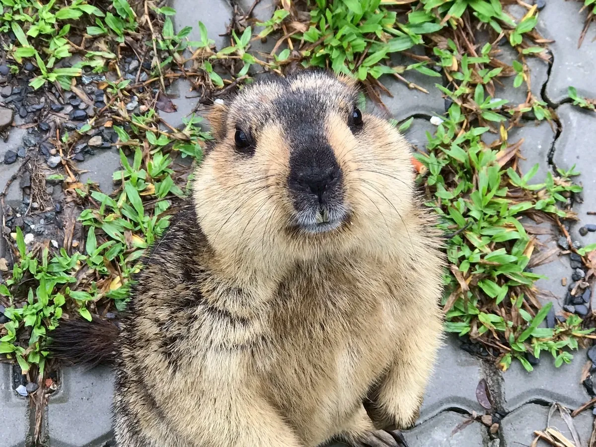 Restaurante de Perezosos (Entrada al Paraíso de Mascotas)