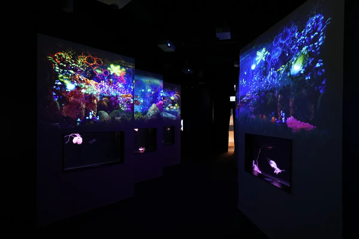 Light and Shadow Ocean Window Projection - The combination of light and darkness, like being in the deep sea