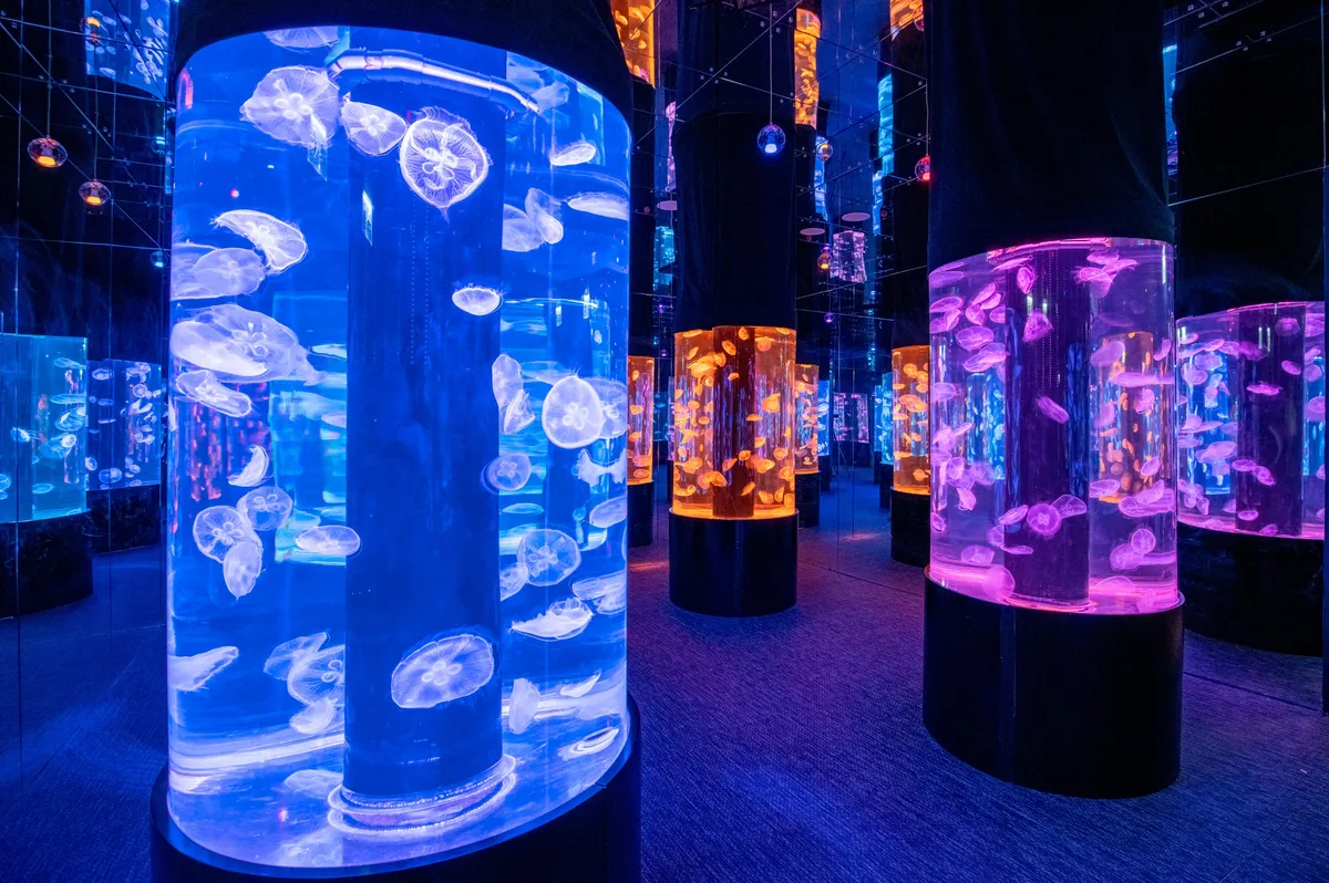 Cylinder Mirror Maze - The clever combination of real jellyfish, mirrored phantoms and colorful lights makes you dizzy