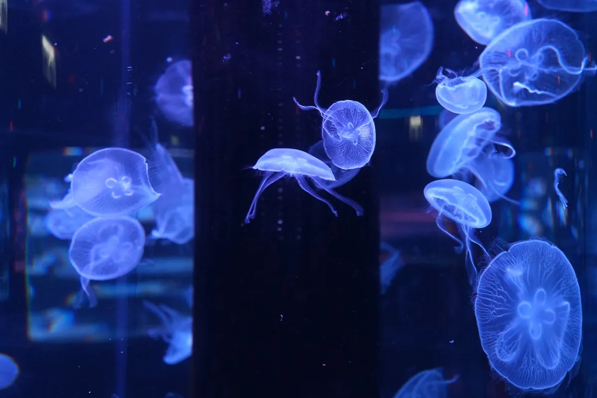 In this ballet in the sea, the protagonist is a dancing jellyfish, showing various graceful gestures