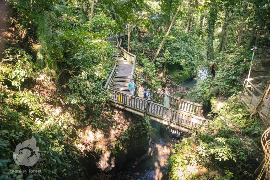 Ubud's Wild Heart: An Unforgettable Tangle with Bali's Sacred Monkeys!