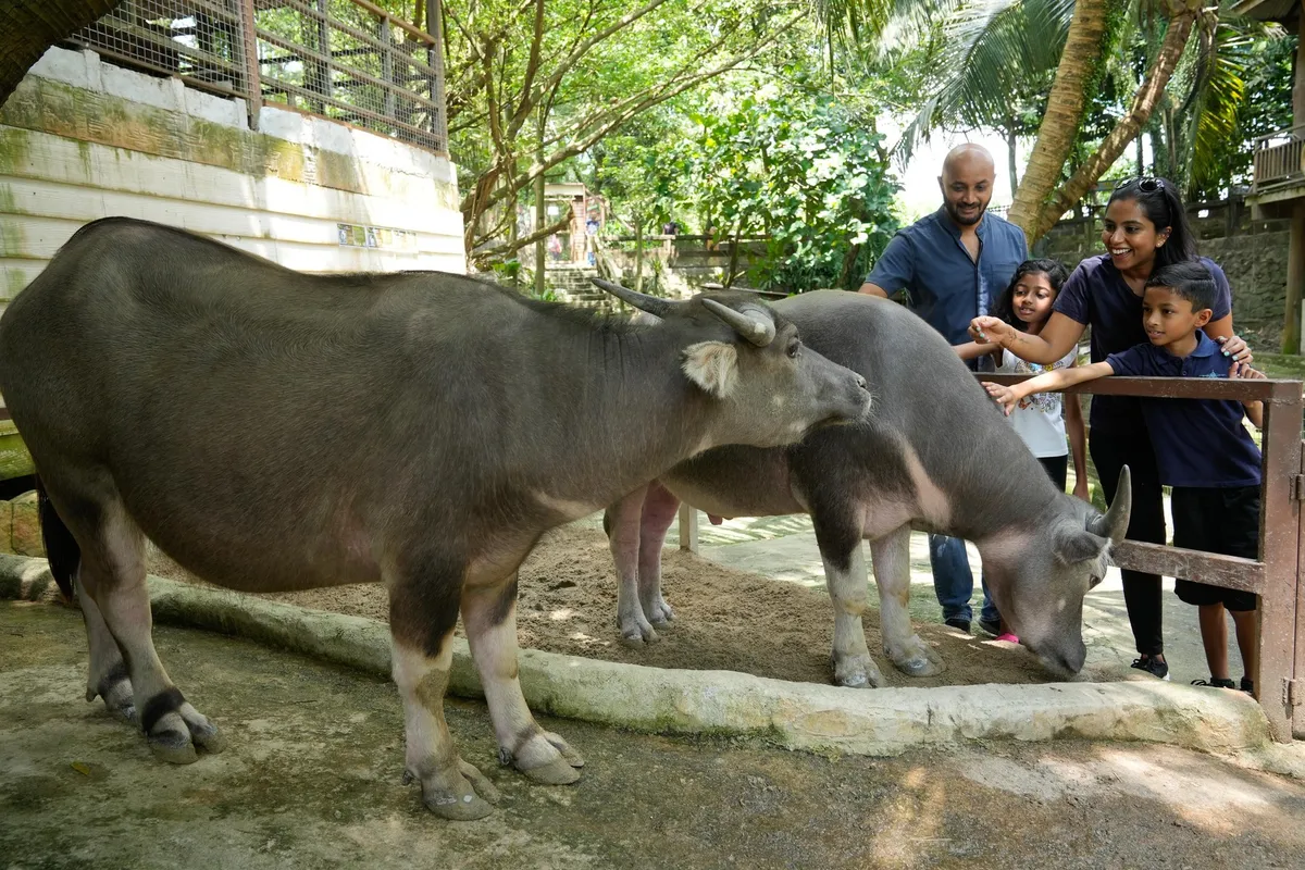 Farm In The City Kuala Lumpur: ¡Tu guía definitiva para una aventura animal inolvidable!