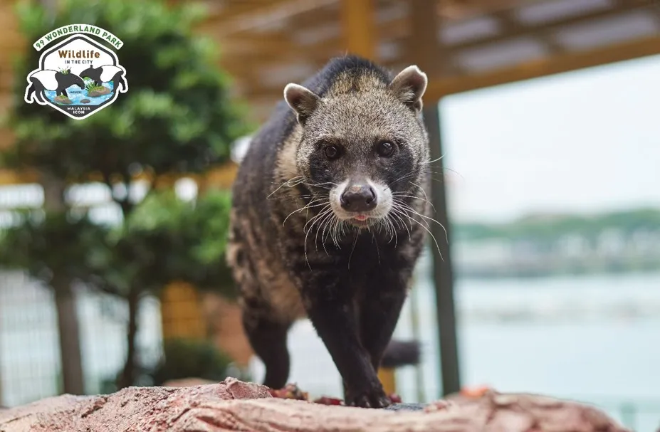 Naturaleza en la Ciudad: Una Reseña Detallada de 99 Wonderland Park Selayang
