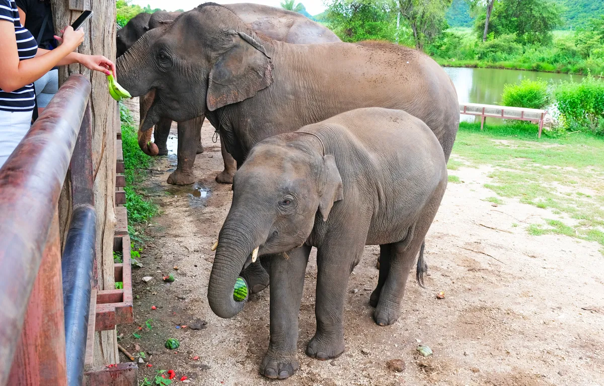 Encuentros Éticos: Una inmersión profunda en la experiencia ElephantsWorld desde Bangkok