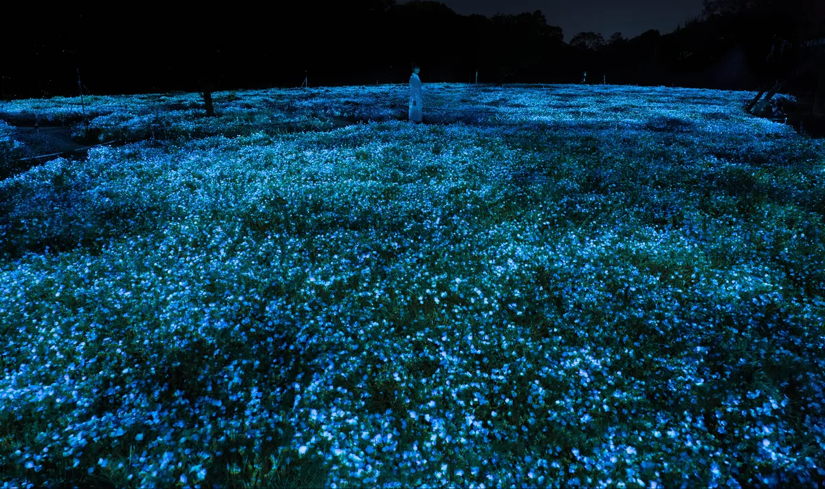 An Evening Enchantment: A Detailed Review of teamLab Botanical Garden Osaka