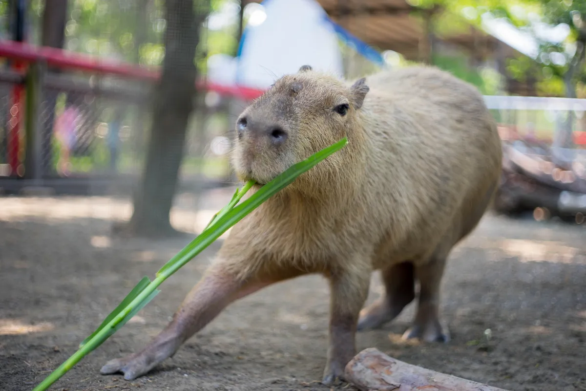 Wanpi World Zoo Review: A Detailed Look at Tainan's Premier Interactive Animal Experience