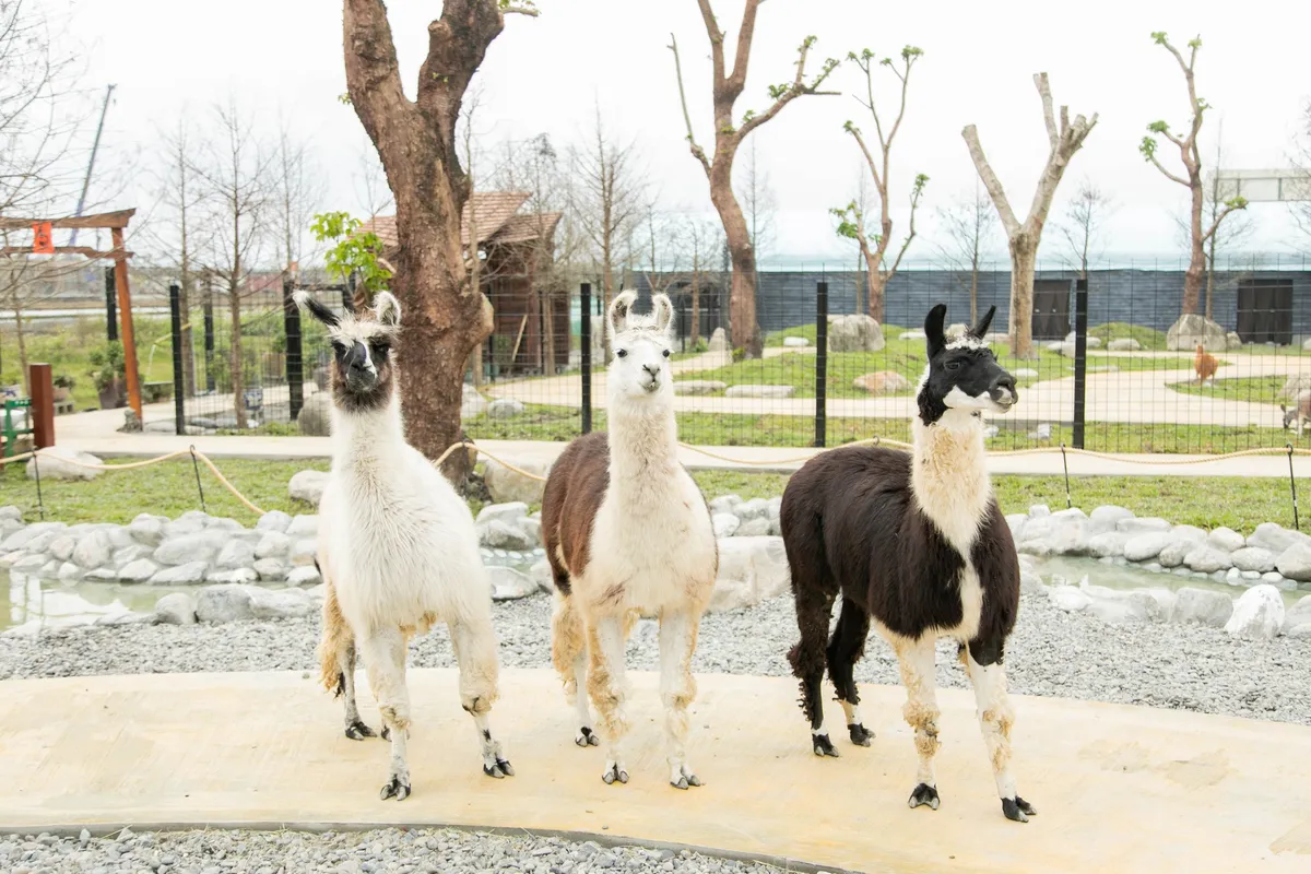 The Lanyang Animal and Plant Kingdom features fun indoor and outdoor spaces, perfect for experiencing rich ecological interaction and parent-child activities.