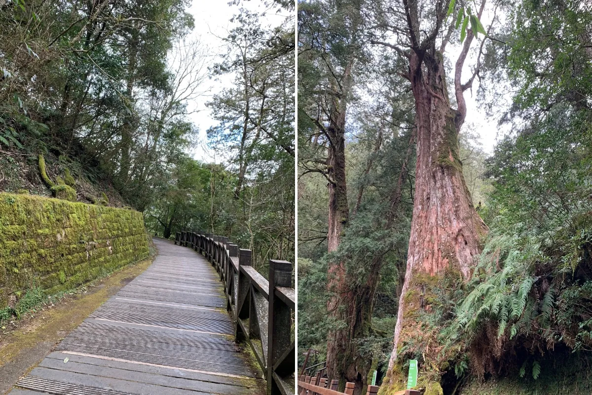 Lalashan National Forest: Is Taiwan's Land of Giant Trees Worth the Trek?