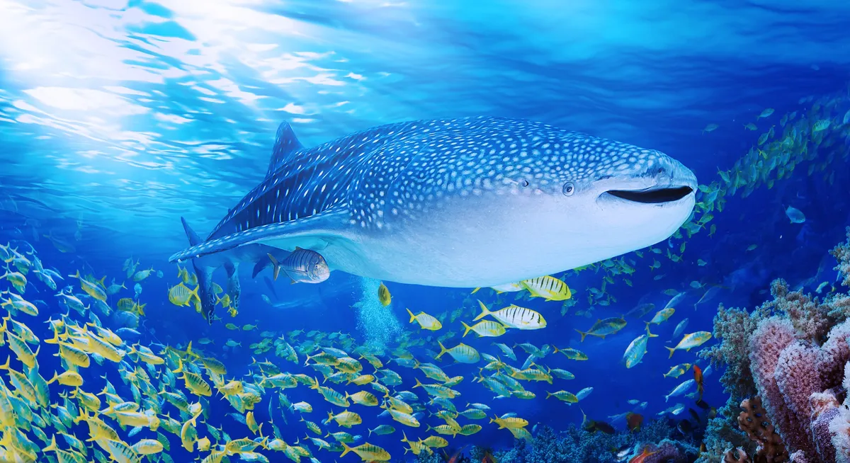 Reseña de Chimelong Ocean Kingdom: Una Aventura Familiar Inolvidable en Zhuhai