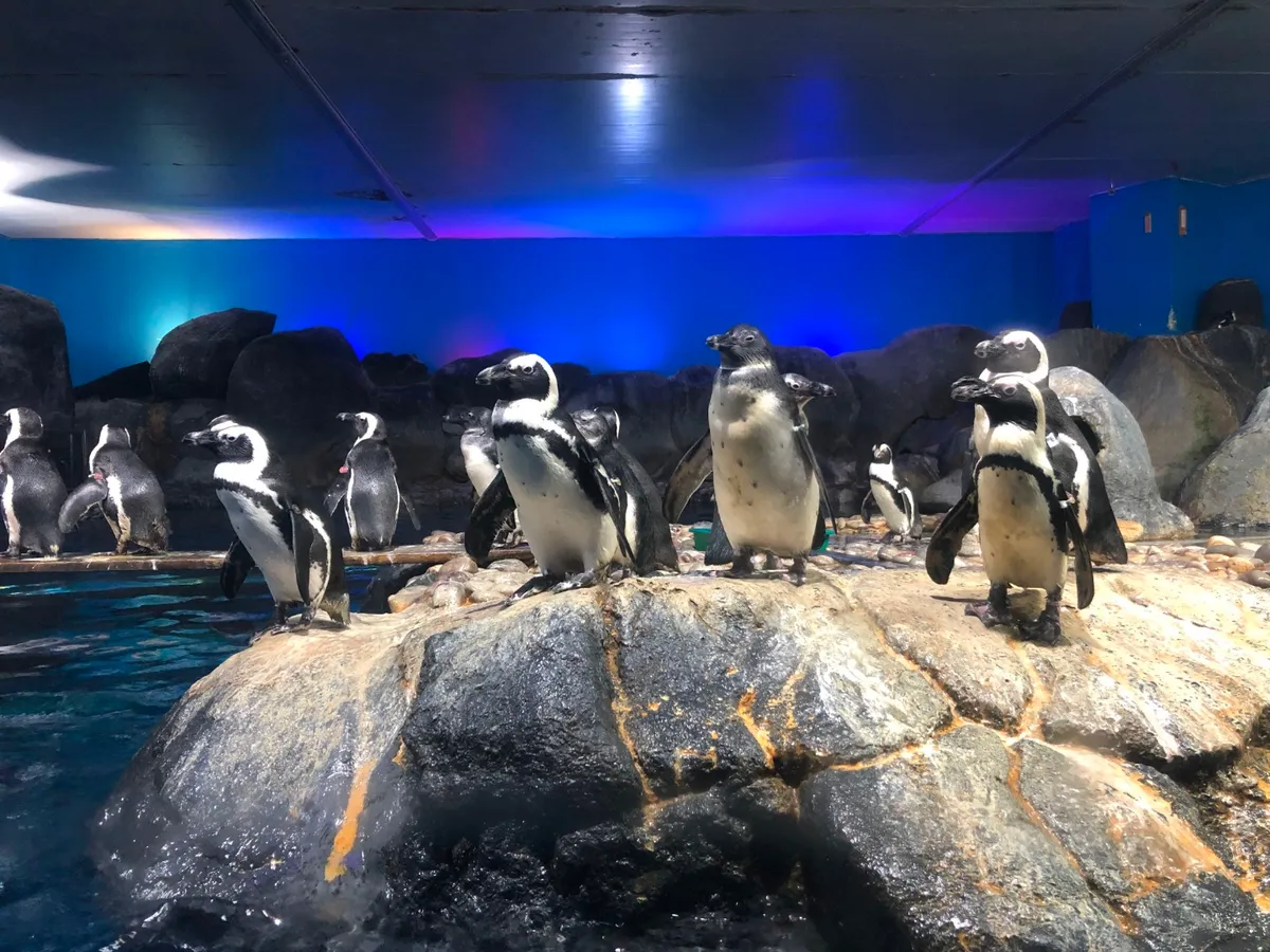 Pare no Pinguinário e tire fotos memoráveis dos adoráveis pinguins brincando