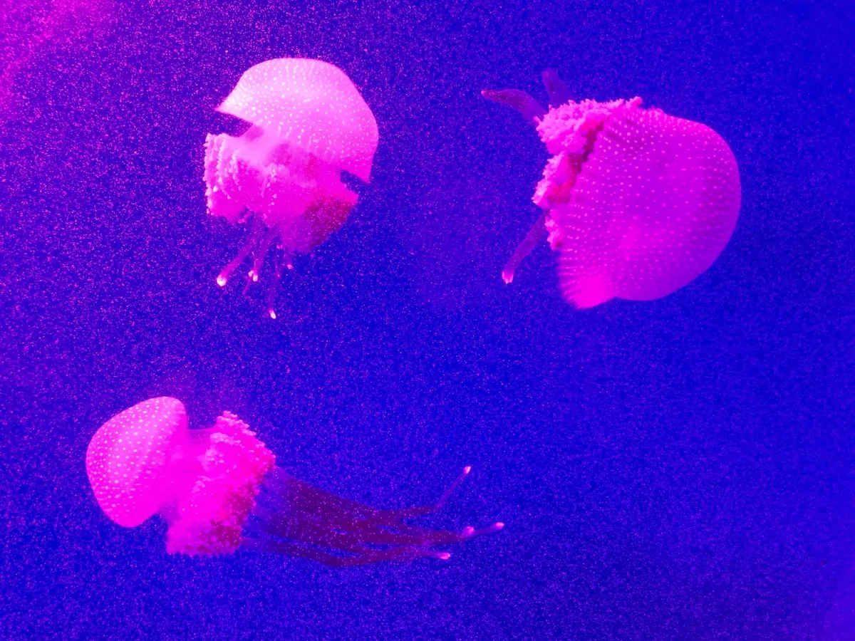 Venha ver criaturas magníficas como as águas-vivas ao visitar o Langkawi Underwater World