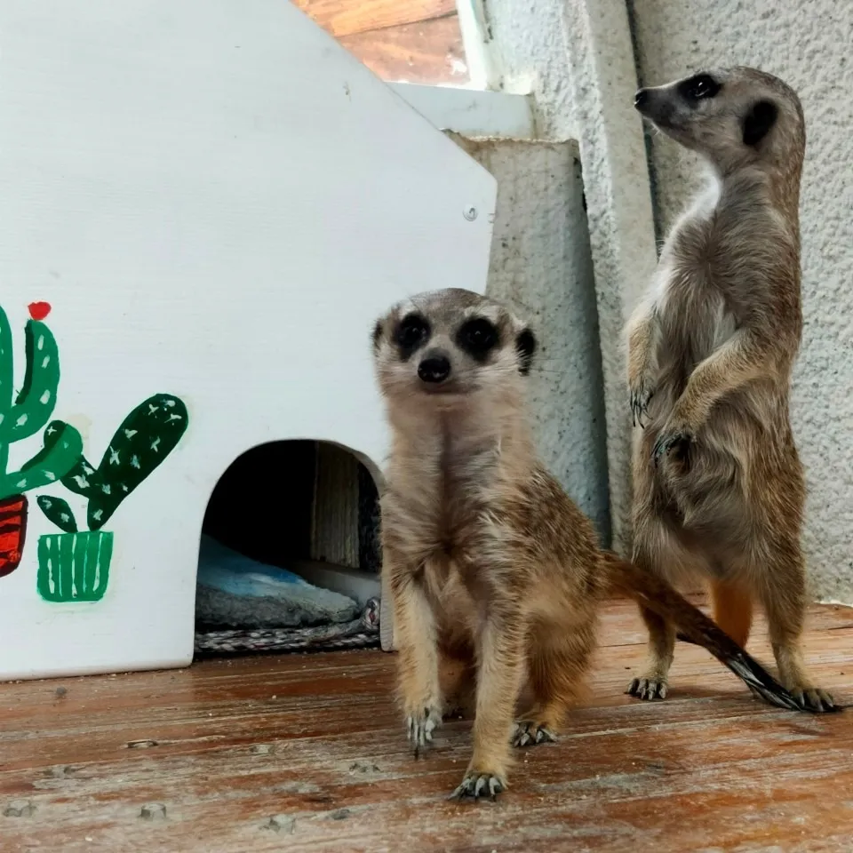 La súper popular suricata KIWI y la linda Moe Moe te dan la bienvenida