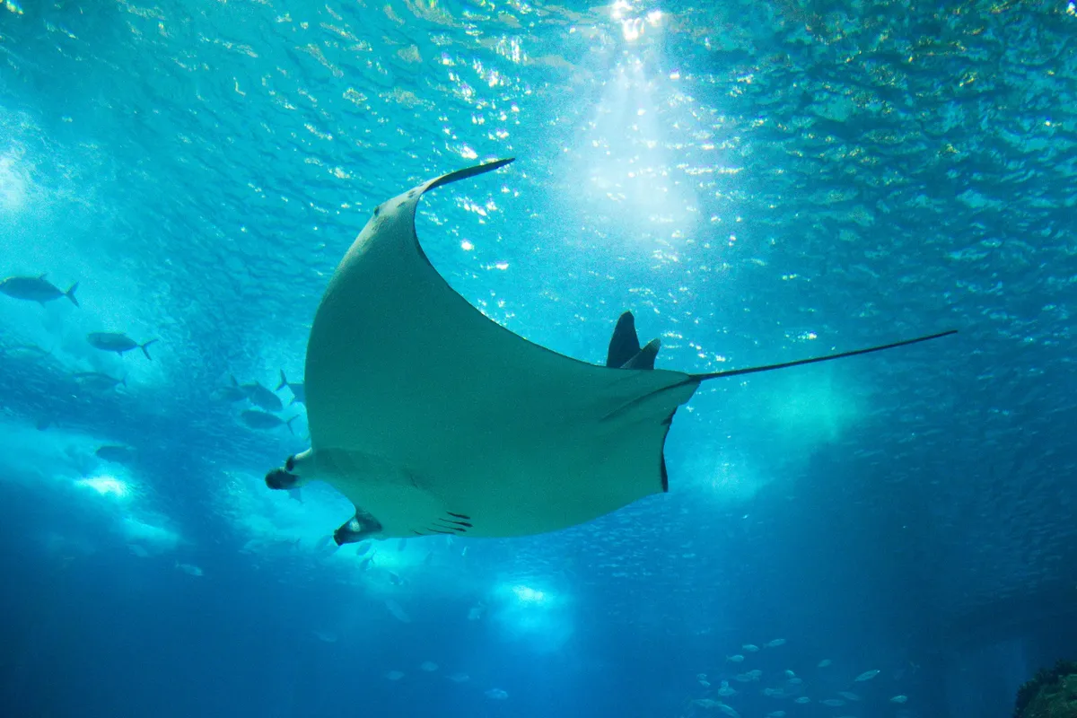 参观迪拜水族馆令人难以置信的1000万升水族箱