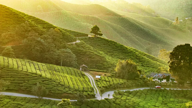 Cameron Highlands