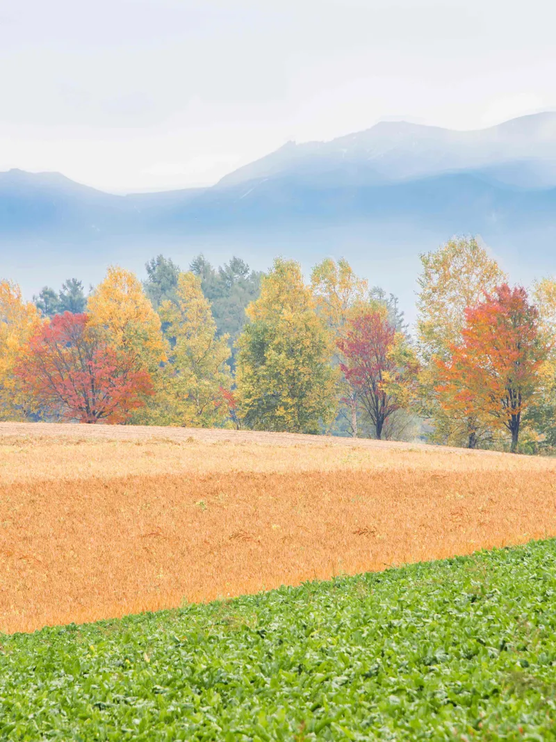 Furano