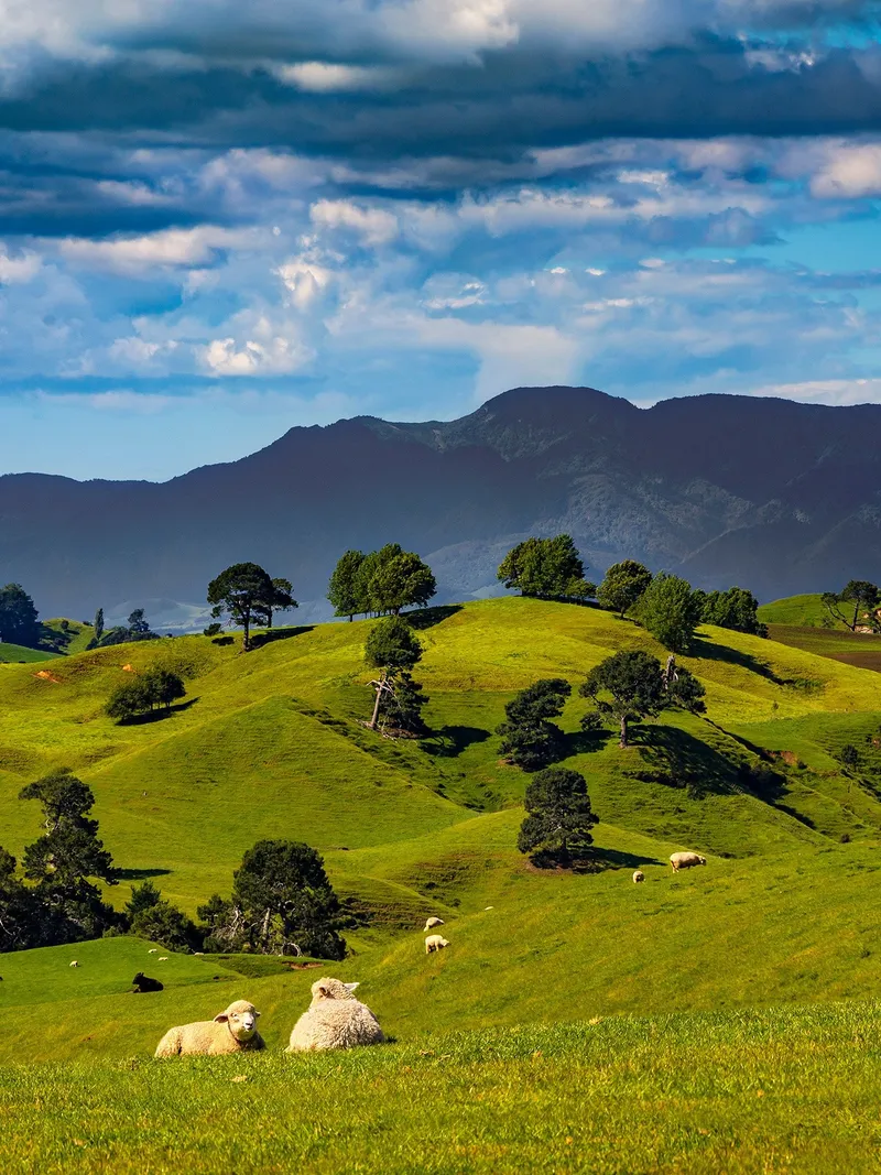 Matamata