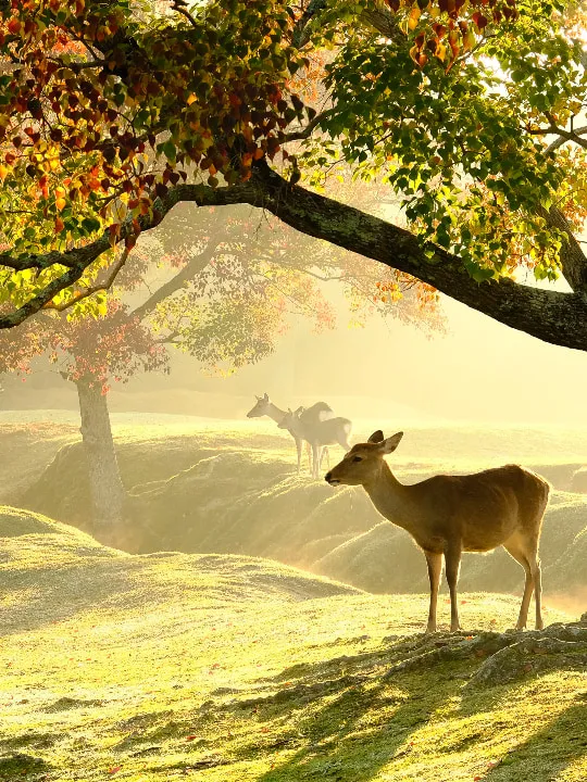 Nara Prefecture