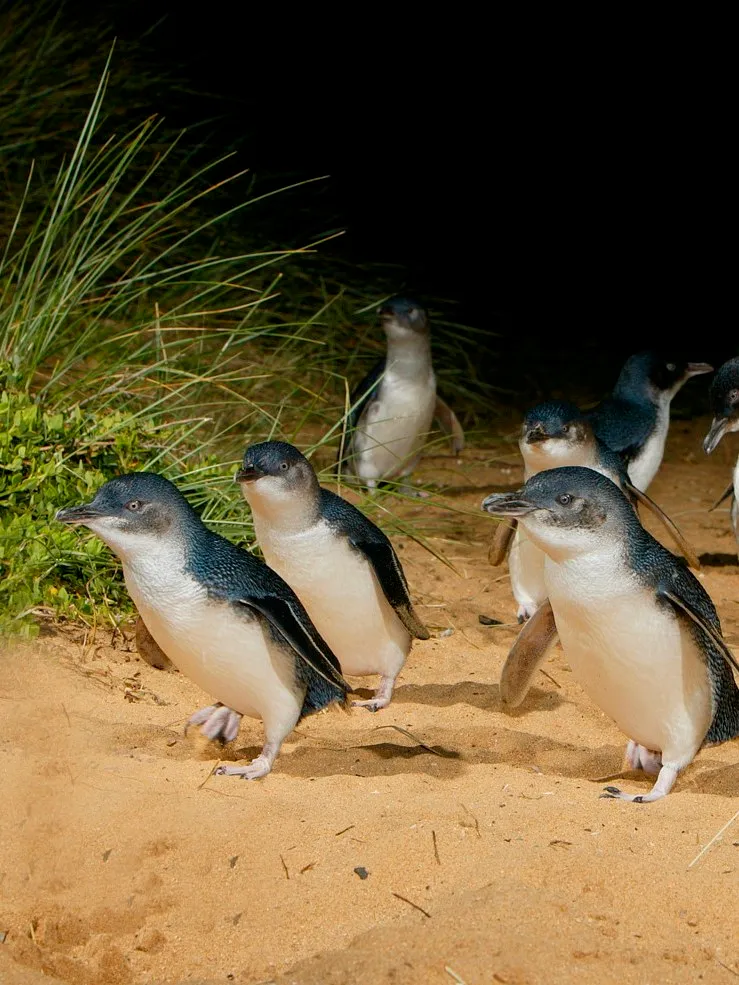 Phillip Island