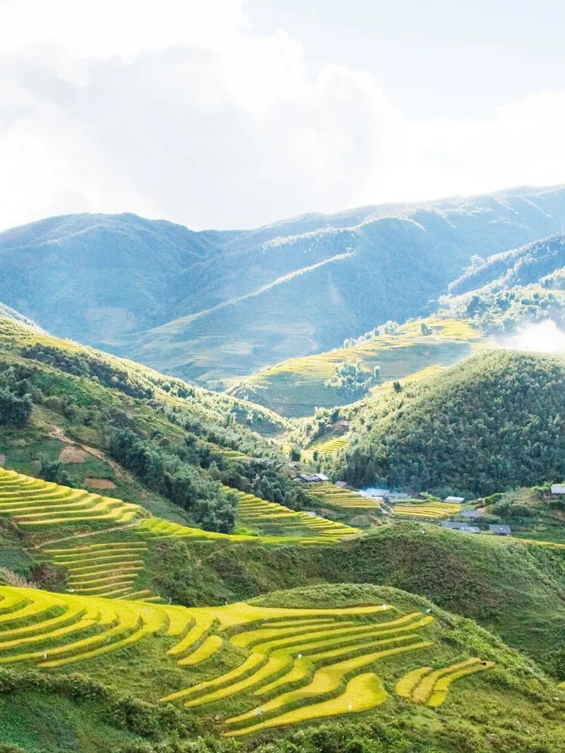 Sapa