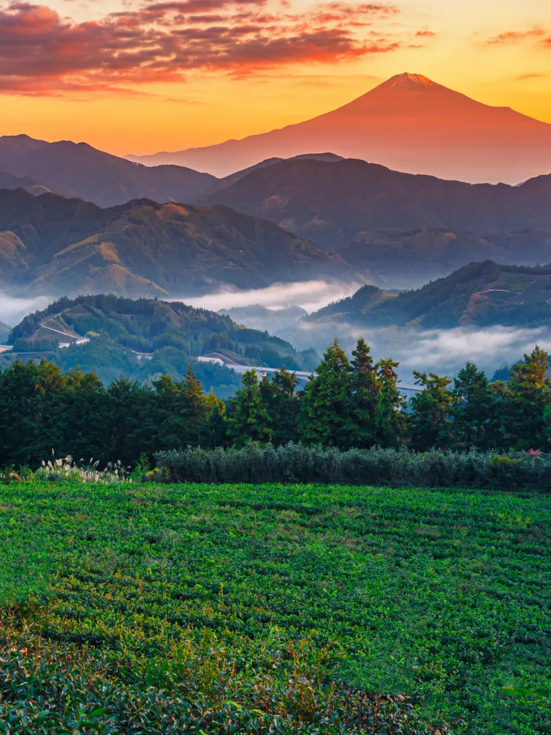 Shizuoka